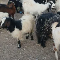 بز زایده|حیوانات مزرعه|نیمروز, |دیوار