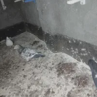 کفتر|پرنده|مشهد, طرق|دیوار