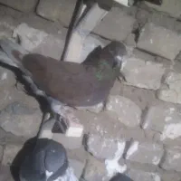کبوتر