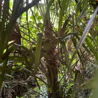 فروش درختان نخل بادبزنی محدوده رضوانشهر