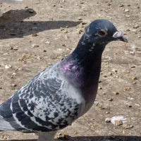 دوجفت نامه بر