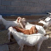 فروش بزغاله نر