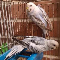 مرغ عشق ماده معاوضه با فنچ زبرا یا بنگالی