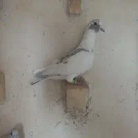 پلاکی