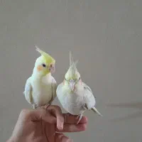 جفت عروس هلندی