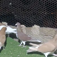 کبوتر شهری|پرنده|شیراز, شهرک گلستان|دیوار
