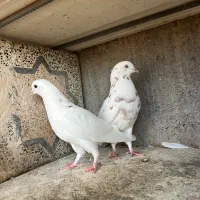 فروش چند جفت پا جفتی|پرنده|رودان, |دیوار