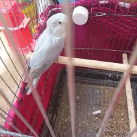 راهب ماده سیلور رنگ خاص|پرنده|هشتگرد, شهرک راه آهن|دیوار