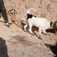 تولهسگ|سگ|زنجان, |دیوار