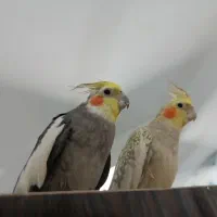 عروس هلندی