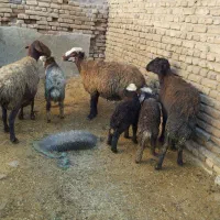 میش بره سه عدد(یکیشون شیشک)