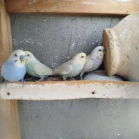 مرغ عشق بالغ رینبو