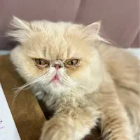 گربه پرشین|گربه|یزد, |دیوار