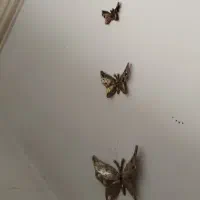 پروانه برنز