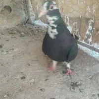 پلنگ گمشده مو جو ده