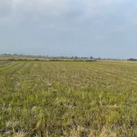 فروش-10-هزار-متر-مزروعی-شیلان