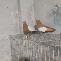 بهبانی و شهری.