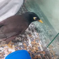 یک مرغ مینا زیبا دوقفس بالانه چوبی|پرنده|پردیس, فاز ۲|دیوار