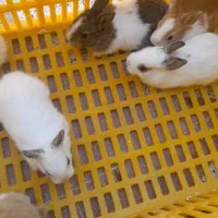 بچه خرگوش کوچیک