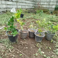 یاس هلندی|گل و گیاه طبیعی|کلاچای, |دیوار