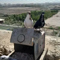کبوتر زدخوردی تیپگرد|پرنده|تهران, بهارستان|دیوار