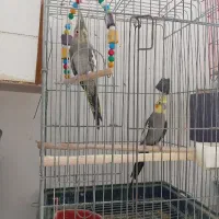 مرغ عروس نرو ماده کار داده|پرنده|کاشان, لتحر|دیوار