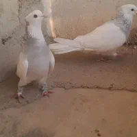 کبوتر رنگی جفتی و تکی|پرنده|مینودشت, |دیوار