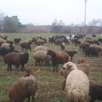 فروش گوسفند زنده  شهرری