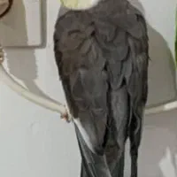 یک عدد عروس هلندی گم شده است|حیوانات|قزوین, |دیوار