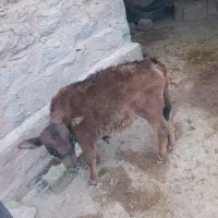 گاو و گوساله نر  بفروش میرسد|حیوانات مزرعه|اندیکا, |دیوار