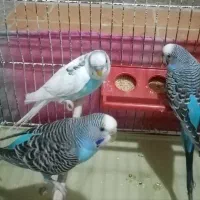 مرغ عشق زیبا