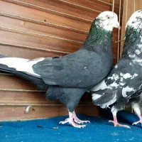 جفت رستاخیز|پرنده|تهران, نیروی هوایی (پیروزی)|دیوار