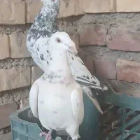 کفتر|پرنده|قهستان, |دیوار