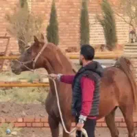 فروش فوری یک راس مادیان عرب کرد