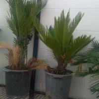 انواع گل|گل و گیاه طبیعی|گرگان, |دیوار