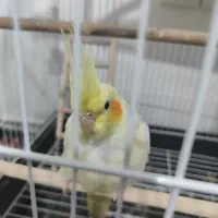 عروس هلندی ماده مست