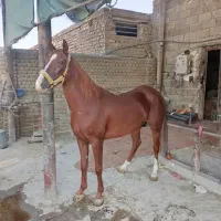 مادیون کرنگ نوه بن طوطی