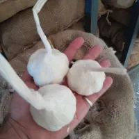 سیر قرمز و سفید بذری آذرشهر و همدان