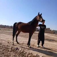 اسب نریان کرد|اسب و تجهیزات اسبسواری|خرامه, |دیوار