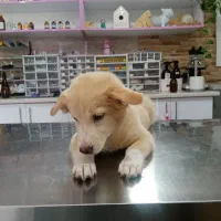 اشپیتز شیبا(روباهی و پامر)|سگ|فردیس, فردیس|دیوار