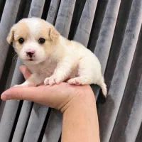 سگ...دوعدد توله جیبی|سگ|مشهد, هفت تیر (نه دره)|دیوار