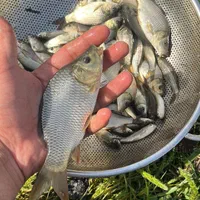 بچه ماهی کپور و آمور|ماهی|اهواز, زرگان|دیوار