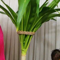 سوسن عنکبوتی غول پیکر معاوضه عروس هلندی