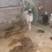 قیمت کیلو ۳۵۰/۰۰۰|حیوانات مزرعه|قلعه شاهین, |دیوار