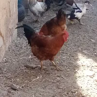 خروس وغاز محلی|حیوانات مزرعه|صائین قلعه, |دیوار