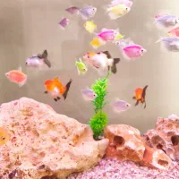 ماهی کالر بزرگ