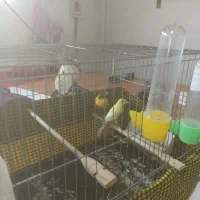 قناری قرص بخون وماده
