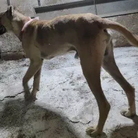 سگ نگهبان میکس سرابی پژدر