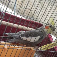 عروس هلندی نر و ماده مولد شیطون|پرنده|اسلام آباد, |دیوار