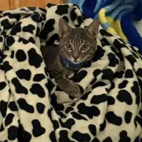 گربه گمشده در هنرستان شهرک ولایت|گربه|قم, براسون|دیوار